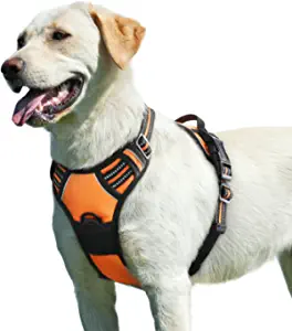 Best harness for Labrador