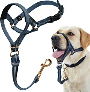 Best collar for pulling Labrador