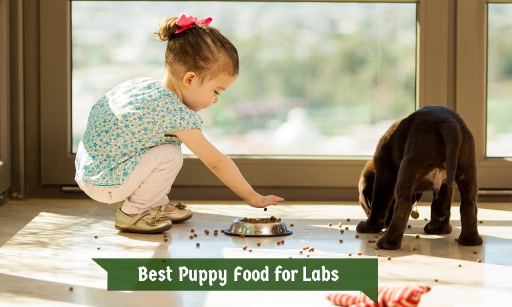 Best food for labrador puppy