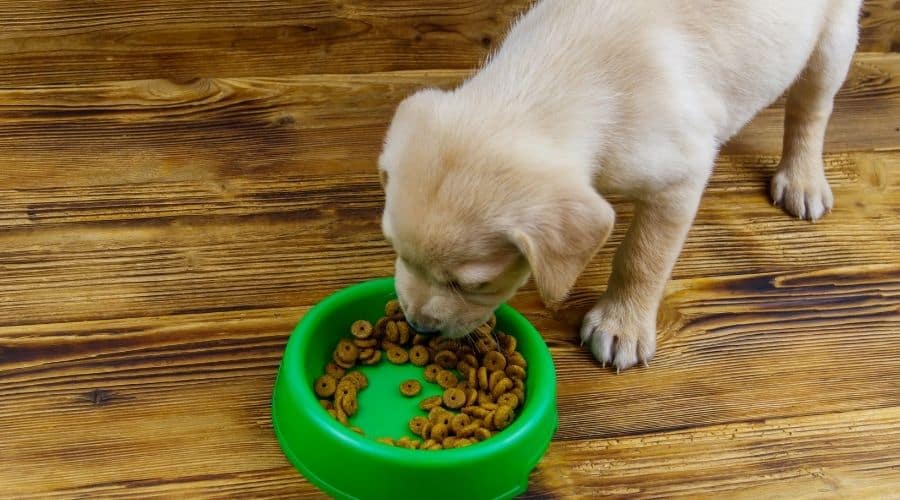 Best food for labrador puppy
