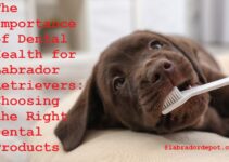 The Importance of Dental Health for Labrador Retrievers: Choosing the Right Dental Products Complete Guide
