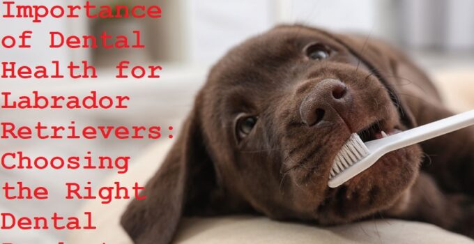 The Importance of Dental Health for Labrador Retrievers: Choosing the Right Dental Products Complete Guide