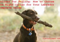 Collars for Pulling: How to Choose the Right Collar for Your Labrador Complete Guide