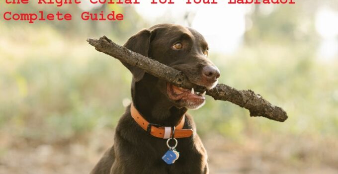 Collars for Pulling: How to Choose the Right Collar for Your Labrador Complete Guide