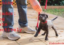 Training Your Labrador: Using Treats Effectively Complete Guide