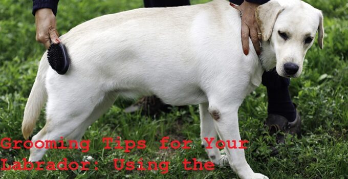 Grooming Tips for Your Labrador: Using the Right Hair Brush Complete Guide
