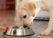 Understanding Your Labrador’s Dietary Needs: Dry Food vs Wet Food Complete Guide