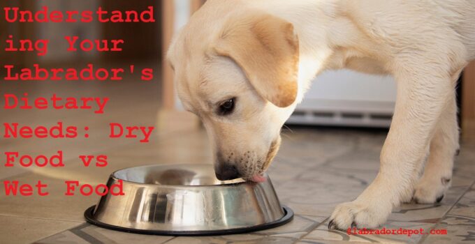 Understanding Your Labrador’s Dietary Needs: Dry Food vs Wet Food Complete Guide