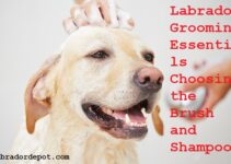 Labrador Grooming Essentials Choosing the Brush and Shampoo Complete Guide