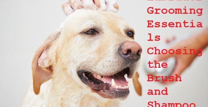Labrador Grooming Essentials Choosing the Brush and Shampoo Complete Guide