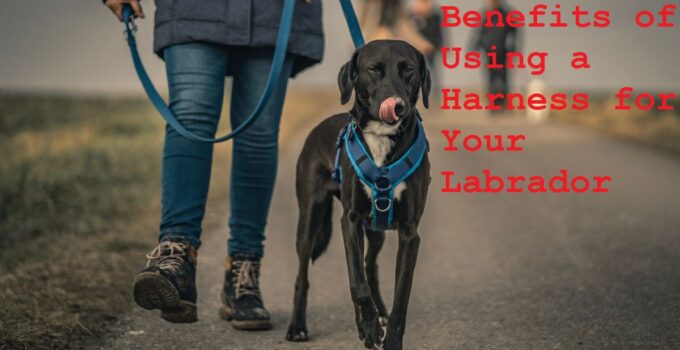 The Benefits of Using a Harness for Your Labrador  Complete Guide