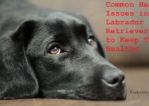 Common Health Issues in Labrador Retrievers How to Keep Them Healthy Complete Guide