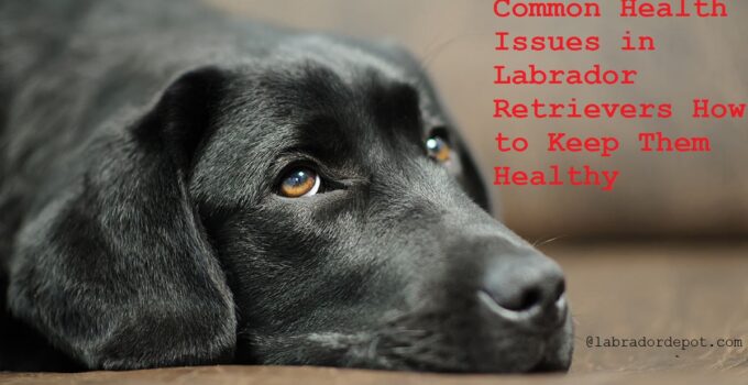 Common Health Issues in Labrador Retrievers How to Keep Them Healthy Complete Guide