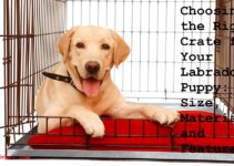 Choosing the Right Crate for Your Labrador Puppy: Size, Material and Features  Complete Guide